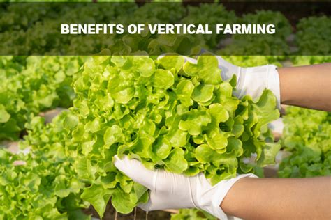 Benefits of Vertical Farming - Greenhouse Automation Systems