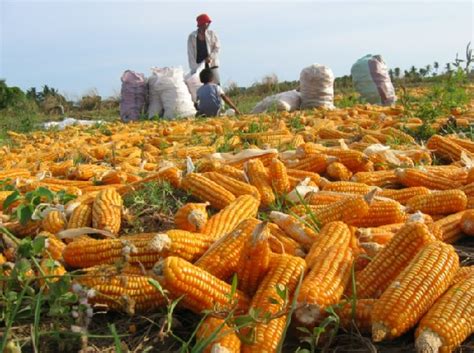 Cara Mudah Menanam Jagung Dari Biji Agar Cepat Tumbuh