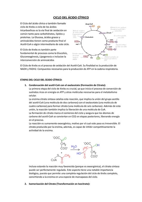 Ciclo DEL Ácido Cítrico CICLO DEL ÁCIDO CÍTRICO El Ciclo del ácido