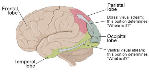 Vision Anatomy