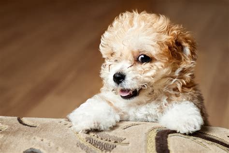 Maltipoo S Judgment Over Mom S Mismatched Pajamas Is LOL Funny Pet News