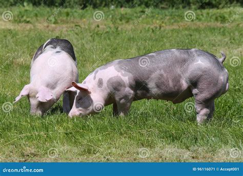 Duroc Breed Pigs Grazing At Animal Farm On Pasture Stock Image Image