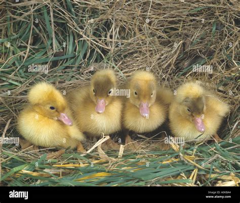 Ducklings In Row Hi Res Stock Photography And Images Alamy