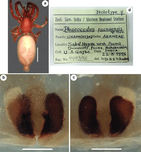 Phaeocedus Poonaensis Tikader 1982 NZC ZSI 4493 18 Holotype