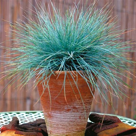 Festuca glauca - Architectural Plants