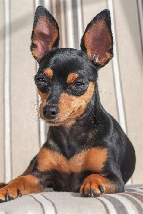 Resultado De Imagem Para Pinscher Mini Miniature Pinscher Puppy