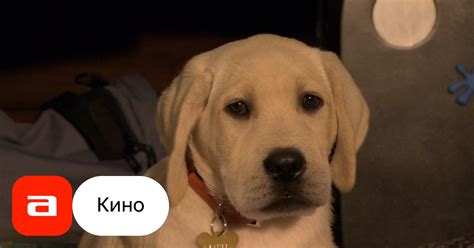 Фильм Марли и я-2 (США, Канада, 2011) – Афиша-Кино