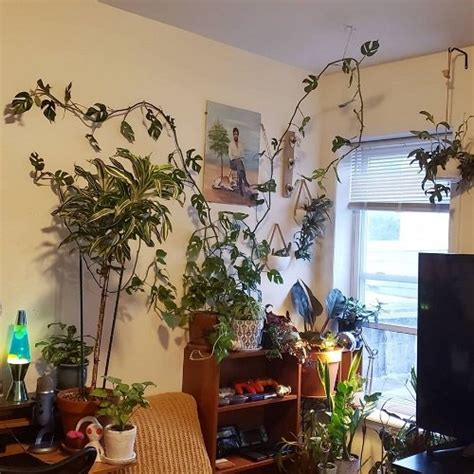 22 Beautiful Indoor Vines that Give Jungle Vibes