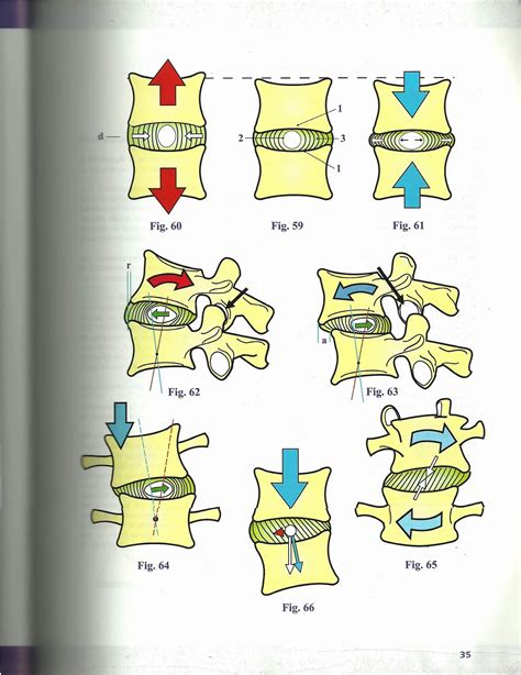 Fisiologia Articular Kapandji A Ed Pdf