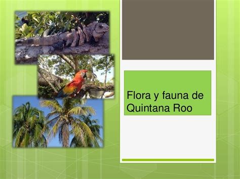 Flora y fauna de quintana roo