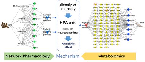 An Illustration Of The Target Signaling Pathway Regulatory Download Scientific Diagram