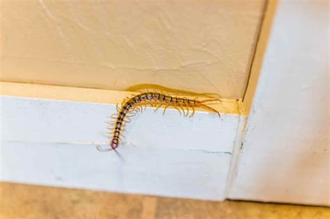 What You Should Know About The House Centipede