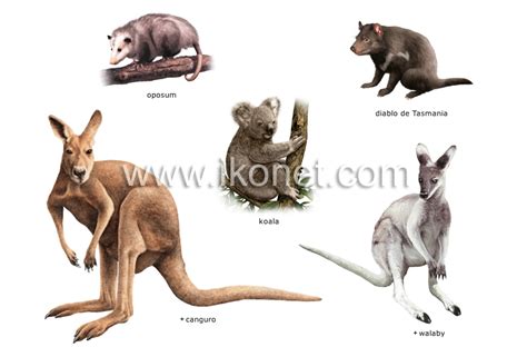 Marsupiales Definición Y Ejemplos