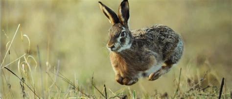 Why Do Rabbits Binky? - A-Z Animals