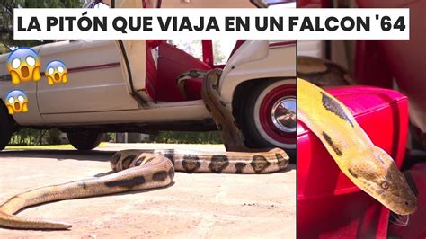 El Falcon De La Piton Falcon Argentino Original El Garage Tv