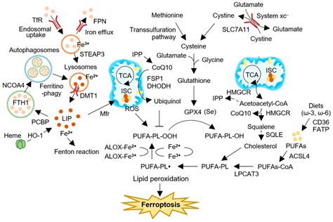 Iron Metabolism And Ferroptosis In Cancer Ferroptosis Is A Regulated