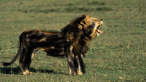 Melanistic Lions