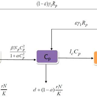 Flow diagram of the logistic growth model | Download Scientific Diagram