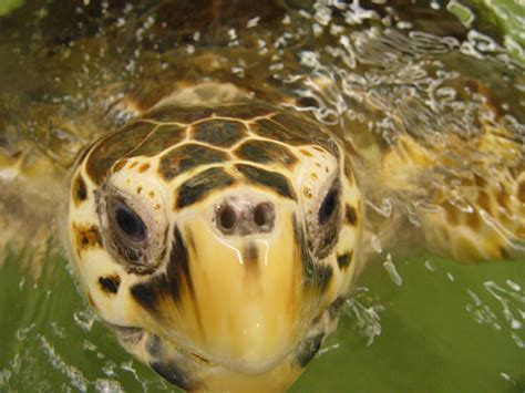 Loggerhead Sea Turtle Exploration