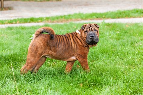 Shar Pei Raças De Cães Infoescola