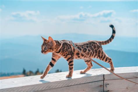 Young Bengal Cat on a Leash Stock Photo - Image of animal, purebred ...