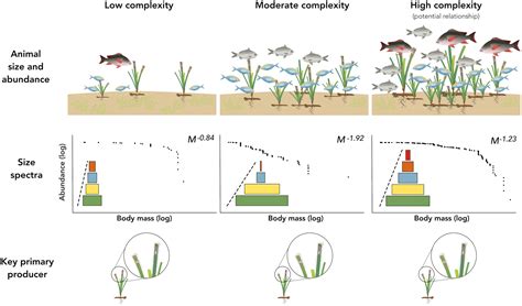 Habitat Complexity Influences The Structure Of Food Webs In Great Barrier Reef Seagrass Meadows