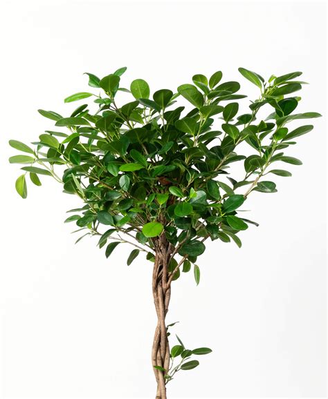 Ficus 101: How to Care for Ficuses | Bloomscape