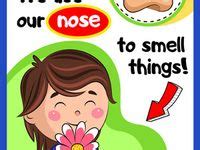 childcare ideas preschool activities body parts preschool senses