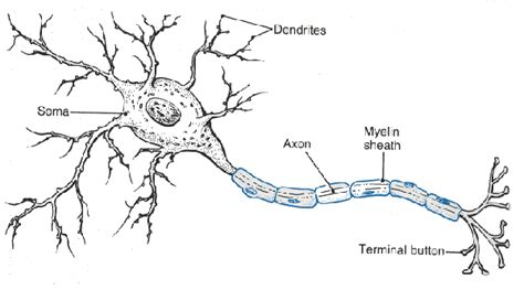 neuron diagram