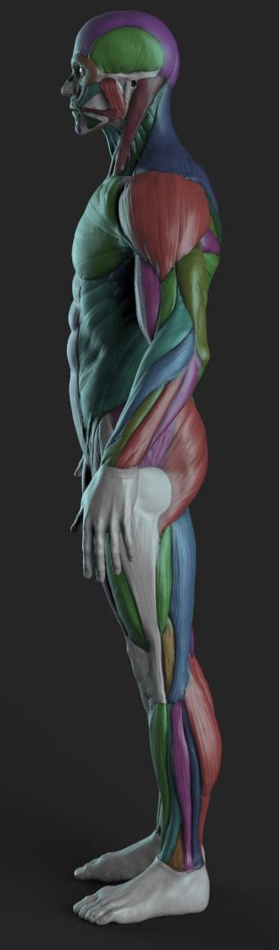 Arm Muscle Anatomy Forearm Anatomy Hand Anatomy Zbrush Anatomy