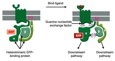 G Protein Coupled Receptors Adenylyl Cyclase