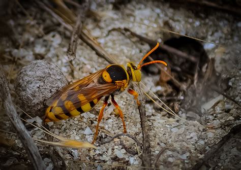 Free Images Nature Flower Fly Wildlife Bug Yellow Fauna