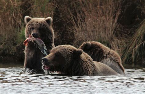 Naknek, Alaska Fishing | Bristol Bay | Fish Alaska Magazine