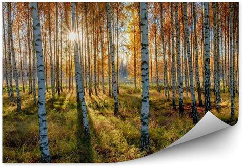 Fototapety Pl Jesienny Las Brzozy Drzewa Krajobraz Natura Okleina