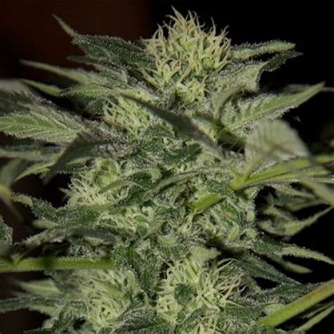 Auto Blueberry Feminized Seeds (Bulk Seeds) | Cannabis Seeds South Africa