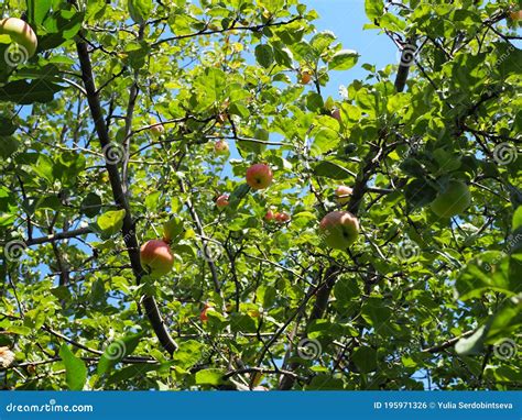 Organic Apples Hanging From A Tree Branch In An Apple Orchard Stock