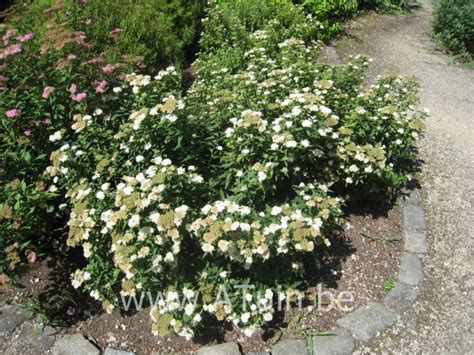 Spierstruik Spiraea Japonica Albiflora Met Groeigarantie Atuin