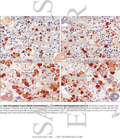 Light Micrographs Of Pars Distalis Immunostained To Show Different