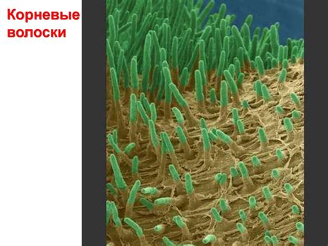 Физиология растений - презентация онлайн