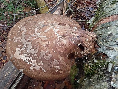 Fomitopsis Betulina Jonathan M Flickr