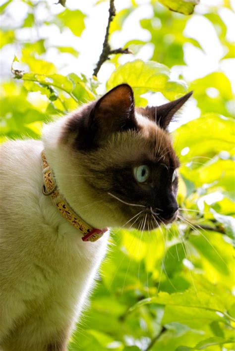 Siamese Cat Always Having Control Siamese Cats Cats Cat Collars