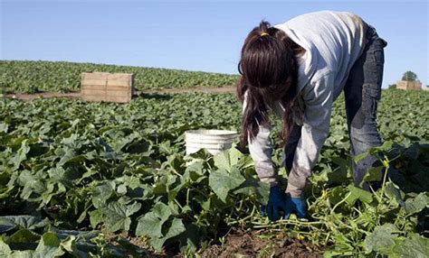 Impulsan Acciones Fitosanitarias Para Proteger Cultivo En Veracruz