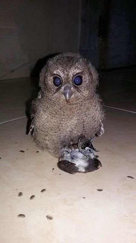 √ 5 Macam Makanan Burung Hantu Berdasarkan Jenisnya - Binatang Peliharaan