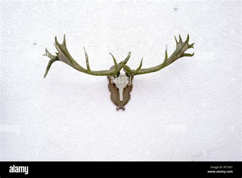 Deer Antlers On The Wall Hi Res Stock Photography And Images Alamy