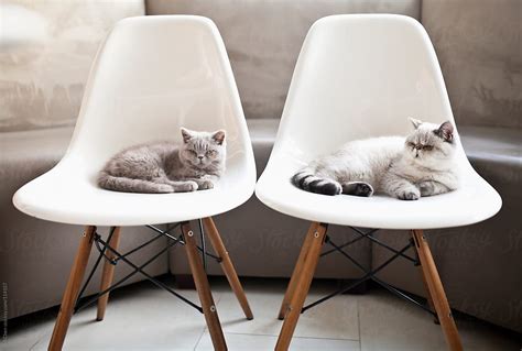 Lazy Cats By Stocksy Contributor Jill Chen Stocksy