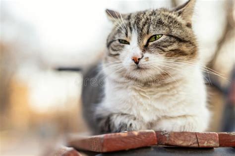 Gato Rojo Del Gato Atigrado Sin Hogar Con Los Ojos Verdes Que Descansan