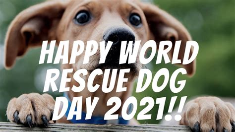 Happy World Rescue Dog Day 2021 National Rescue Dog Day 2021