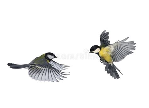 Bird flying in sun stock image. Image of flying, bright - 5088423