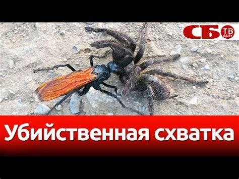 Гигантская оса против тарантула | видео смертельной схватки - YouTube