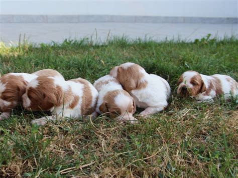 Chiots Épagneuls Bretons à vendre Petite Annonce chien